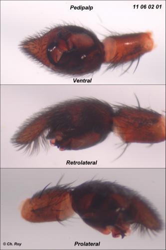 Xerolycosa miniata