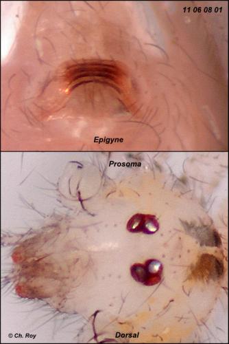 Réf. 71 570 : Spermophora senoculata