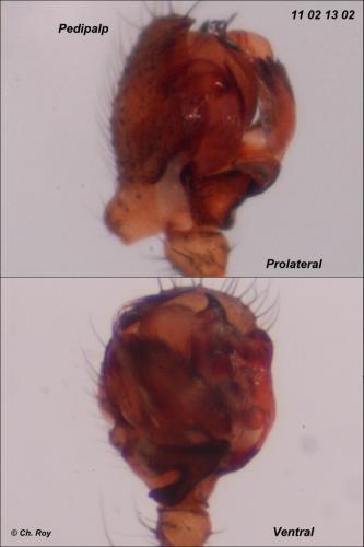 Lepthyphantes nodifer