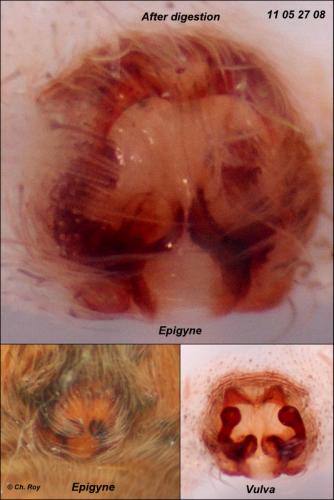 Pardosa amentata