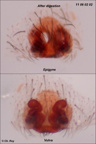 Réf. 71 396 : Xerolycosa miniata