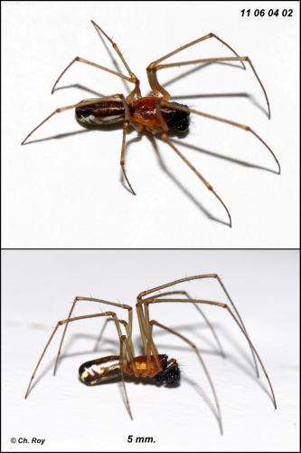 Réf. 71 538 : Neriene radiata