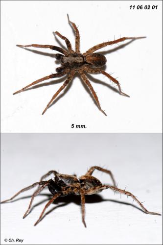 Réf. 71 510 : Xerolycosa miniata