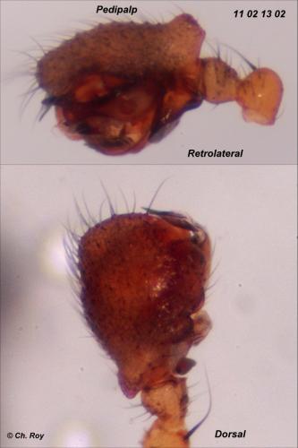 Lepthyphantes nodifer