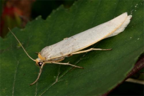 Réf. 71 946 : Eilema caniola