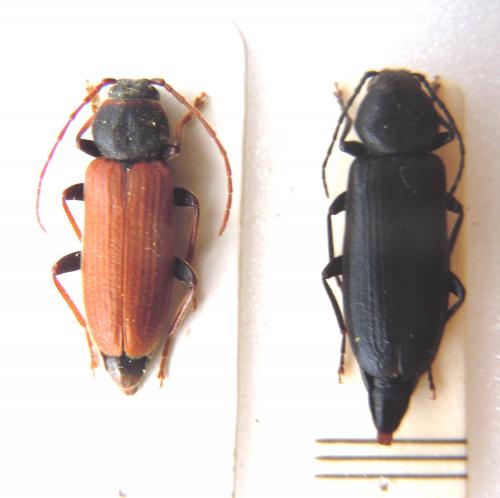 Réf. 71 933 : Asemum tenuicorne