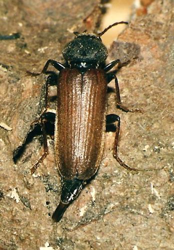 Réf. 71 934 : Asemum tenuicorne