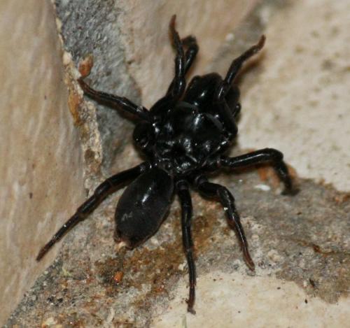 Atypus sp.