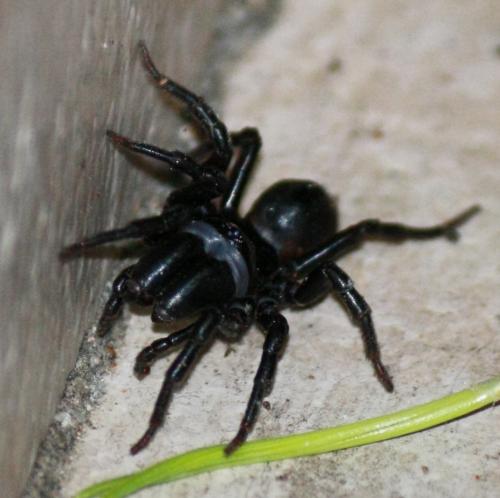 Atypus sp.