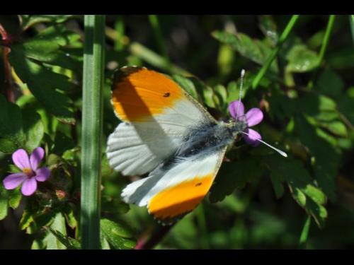 Anthocharis cardamines