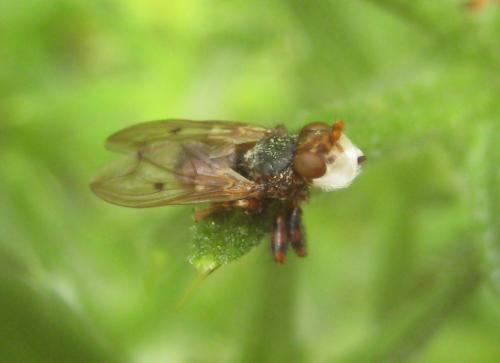 Myopa testacea