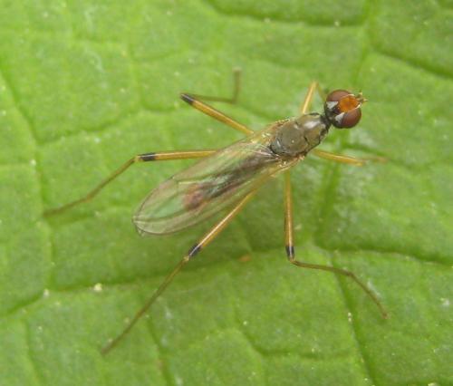 Neria cibaria