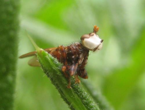 Myopa testacea
