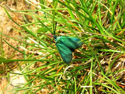 Adscita sp.