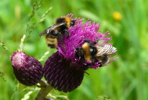 Bombus sp.