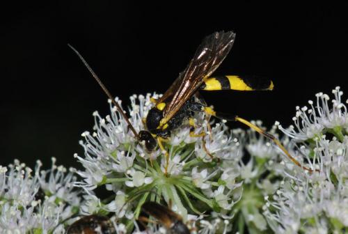 Réf. 71 569 : Amblyteles armatorius