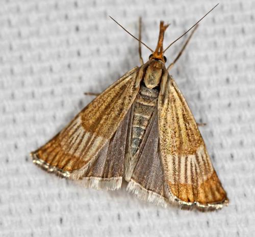 Réf. 71 936 : Chrysocrambus linetella