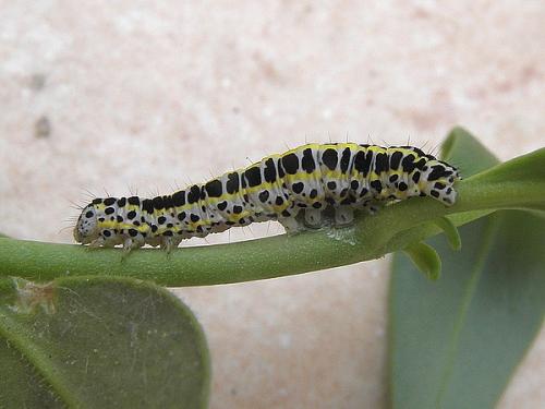 Calophasia sp.
