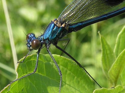 Calopteryx splendens