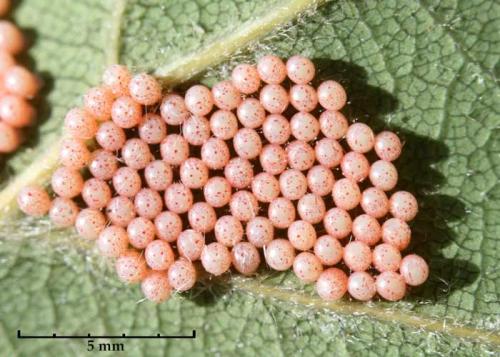 Campaea margaritaria