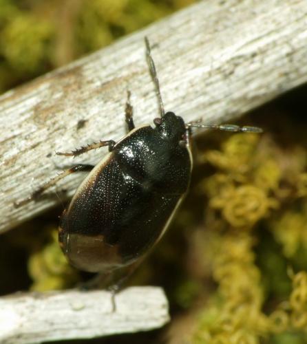 Réf. 71 091 : Canthophorus fuscipennis