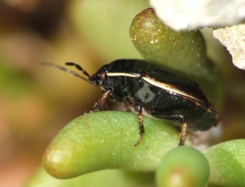 Canthophorus fuscipennis