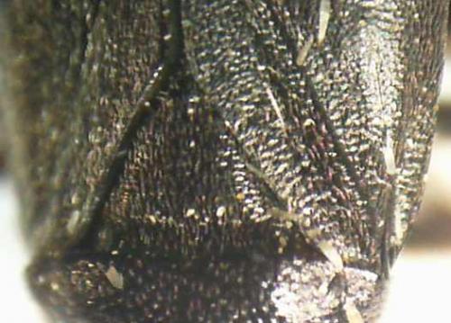 Réf. 71 799 : Capsus ater