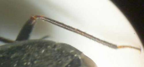 Réf. 71 800 : Capsus ater