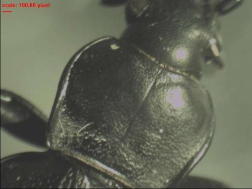 Carabus coriaceus
