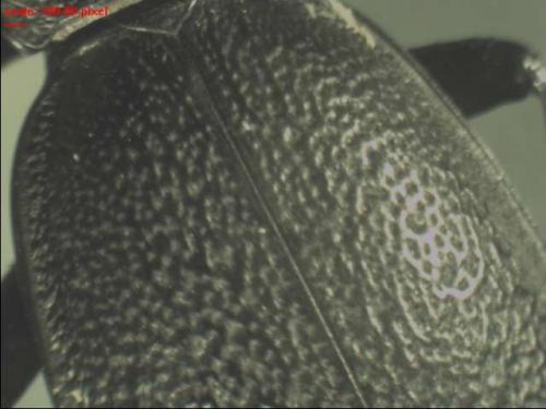 Carabus coriaceus