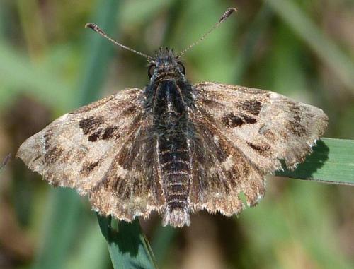 Réf. 71 480 : Carcharodus alceae