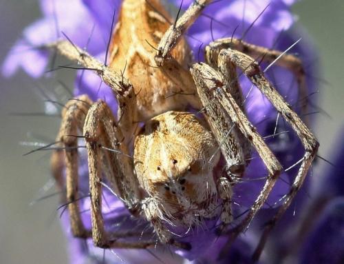 Oxyopes heterophthalmus
