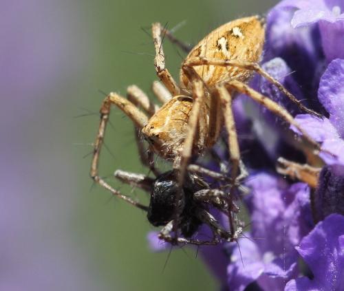Oxyopes heterophthalmus