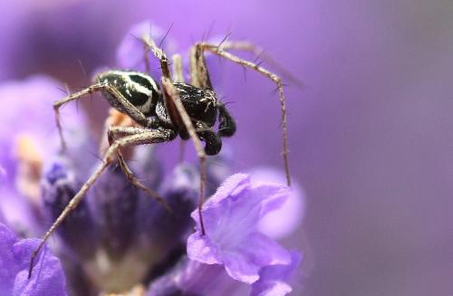 Oxyopes heterophthalmus
