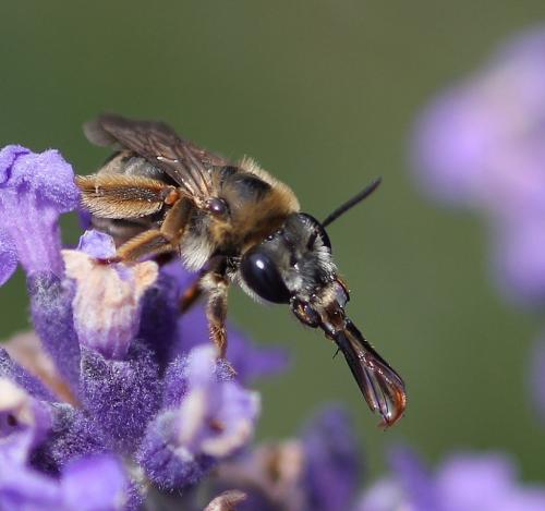 Réf. 71 241 : Eucera sp.