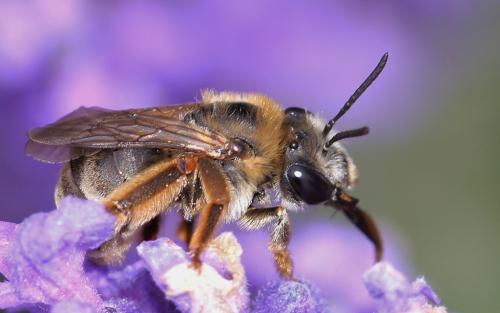 Réf. 71 255 : Eucera sp.