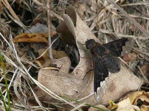 Hemipenthes morio