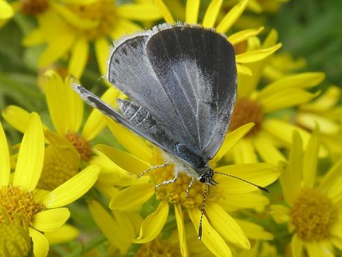Réf. 71 731 : Celastrina argiolus