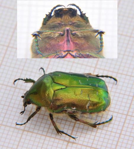 Cetonia aurata aurata