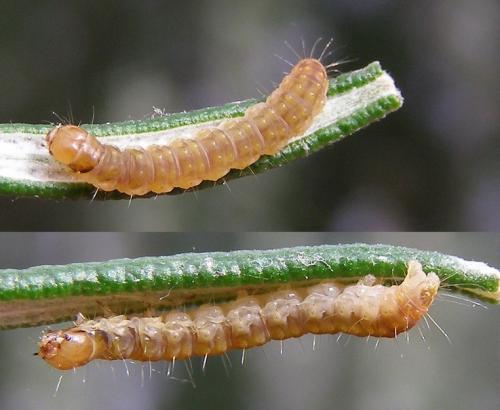 Réf. 71 850 : Ditula angustiorana