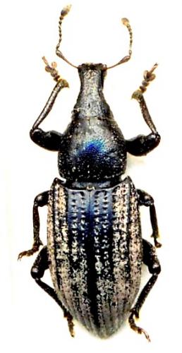 Réf. 71 423 : Barynotus squamosus