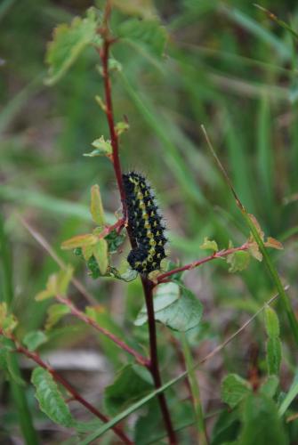 Saturnia pavonia