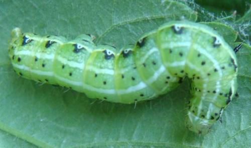 Réf. 71 555 : Cosmia affinis