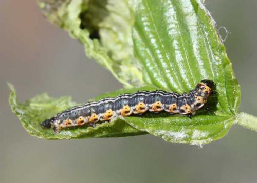 Réf. 71 160 : Philereme vetulata