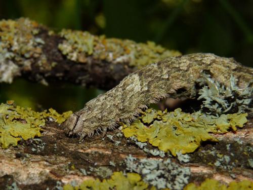 Catocala nupta