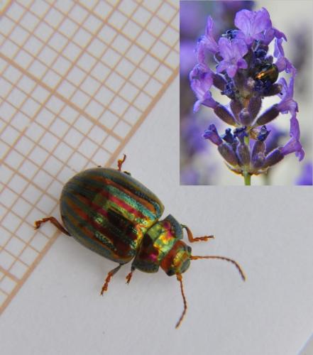 Réf. 71 901 : Chrysolina americana