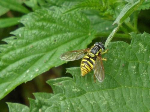Chrysotoxum cautum