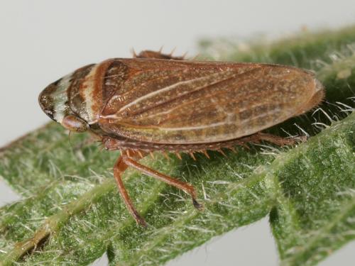 Aphrodes bicinctus