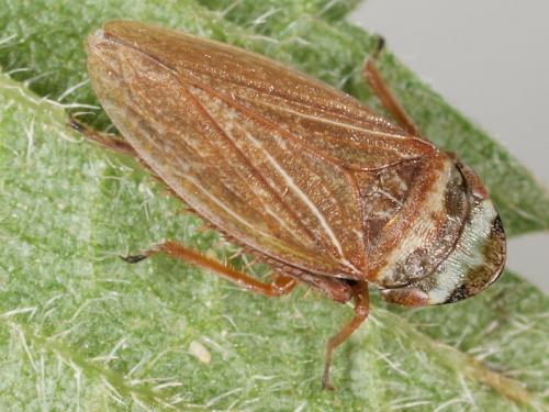 Aphrodes bicinctus