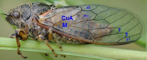 Cicadetta sp.